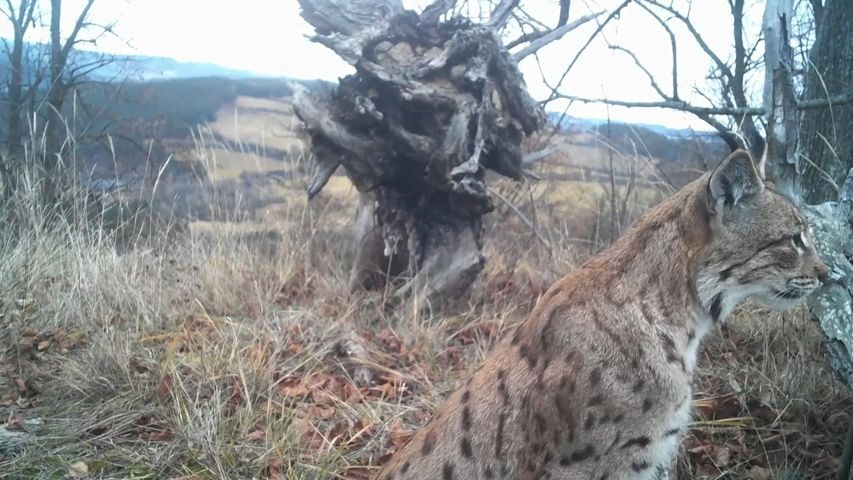 Rysí kočka se starším samcem šokují vědce. Ač samotáři, prožívají u Březí milostnou romanci